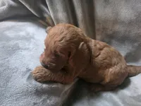 Rocky, a male Goldendoodle for sale in Cynthiana, KY – 1 of 3