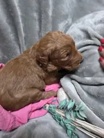 Penny, a female Goldendoodle for sale in Cynthiana, KY – 3 of 4