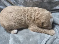 Copper, a male Cavapoo for sale in Cynthiana, KY – 2 of 5