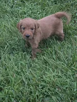 Molly, a female Goldendoodle for sale in Cynthiana, KY – 2 of 7