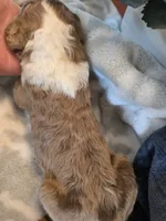 Rocky, a male Aussiedoodle for sale in Cynthiana, KY – 1 of 6