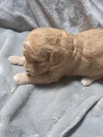 Vivi, a female Cavapoo for sale in Cynthiana, KY – 4 of 4