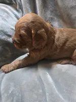 Sam, a male Goldendoodle for sale in Cynthiana, KY – 4 of 4