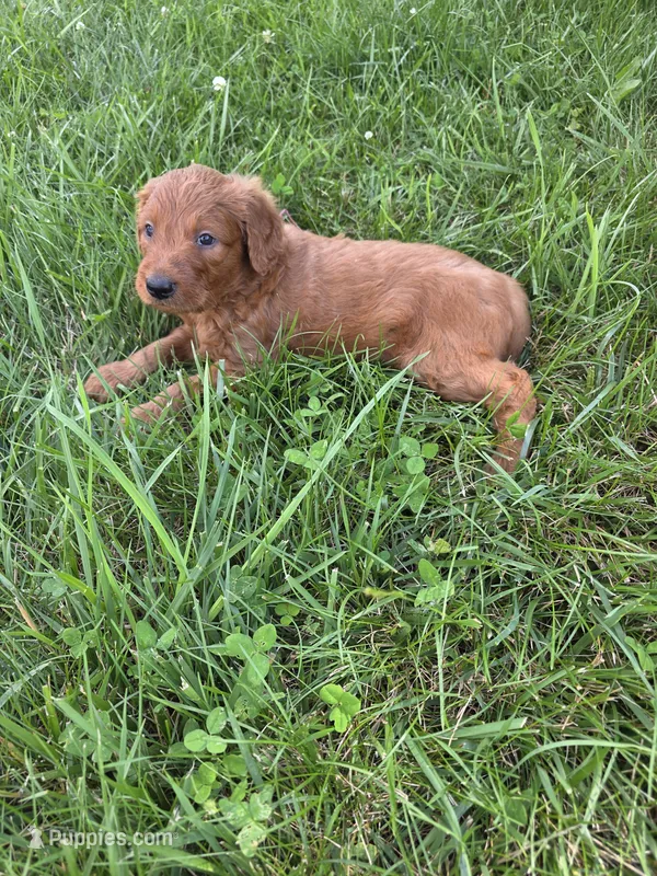 Cash – Goldendoodle puppy for sale in Cynthiana, KY