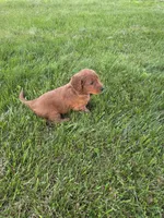 Holly, a female Goldendoodle for sale in Cynthiana, KY – 4 of 4