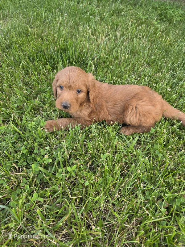 Speck – Goldendoodle puppy for sale in Cynthiana, KY