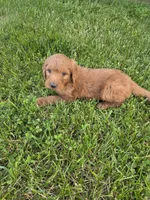 Speck, a male Goldendoodle for sale in Cynthiana, KY – 1 of 5