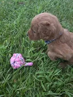 Molly, a female Goldendoodle for sale in Cynthiana, KY – 7 of 7