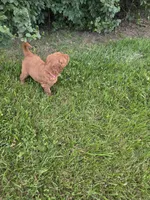 Holly, a female Goldendoodle for sale in Cynthiana, KY – 3 of 4