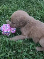Heidi, a female Goldendoodle for sale in Cynthiana, KY – 4 of 5
