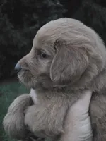 Princess, a female Goldendoodle for sale in Cynthiana, KY – 2 of 4