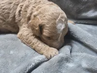 Copper, a male Cavapoo for sale in Cynthiana, KY – 3 of 5
