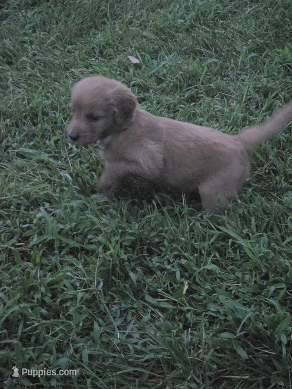 Princess – Goldendoodle puppy for sale in Cynthiana, KY