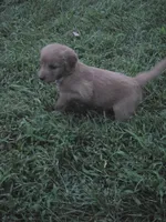 Princess, a female Goldendoodle for sale in Cynthiana, KY – 1 of 4