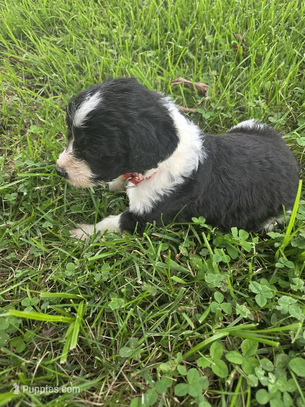 Sam – Aussiedoodle puppy for sale in Cynthiana, KY