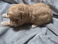 Vivi, a female Cavapoo for sale in Cynthiana, KY – 3 of 4
