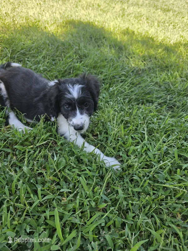Sam, a male Aussiedoodle for sale in Cynthiana, KY – 1 of 3