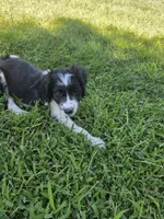 Sam, a male Aussiedoodle for sale in Cynthiana, KY – 1 of 3