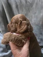 Tucker, a male Goldendoodle for sale in Cynthiana, KY – 3 of 4