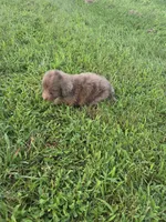 Cuddles, a male Aussiedoodle for sale in Cynthiana, KY – 2 of 3