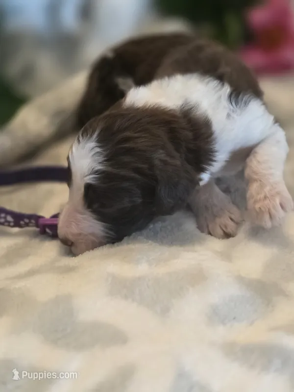 Cuddles – Aussiedoodle puppy for sale in Cynthiana, KY