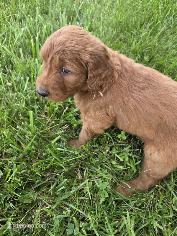 Holly – Goldendoodle puppy for sale in Cynthiana, KY
