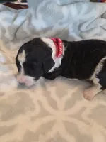 Sam, a male Aussiedoodle for sale in Cynthiana, KY – 3 of 4