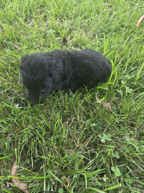 Bear – Aussiedoodle puppy for sale in Cynthiana, KY