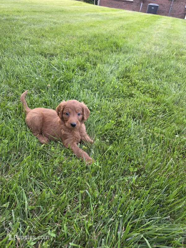 Sam – Goldendoodle puppy for sale in Cynthiana, KY
