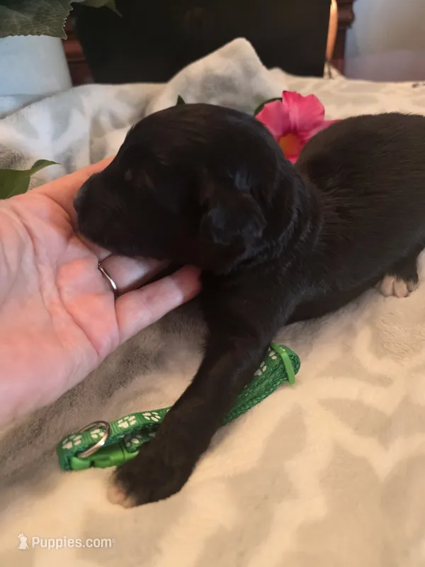 Maggie – Aussiedoodle puppy for sale in Cynthiana, KY