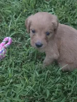 Heidi, a female Goldendoodle for sale in Cynthiana, KY – 2 of 5