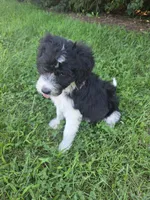 Mili, a female Aussiedoodle for sale in Cynthiana, KY – 1 of 3