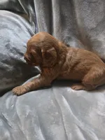 Sam, a male Goldendoodle for sale in Cynthiana, KY – 3 of 4