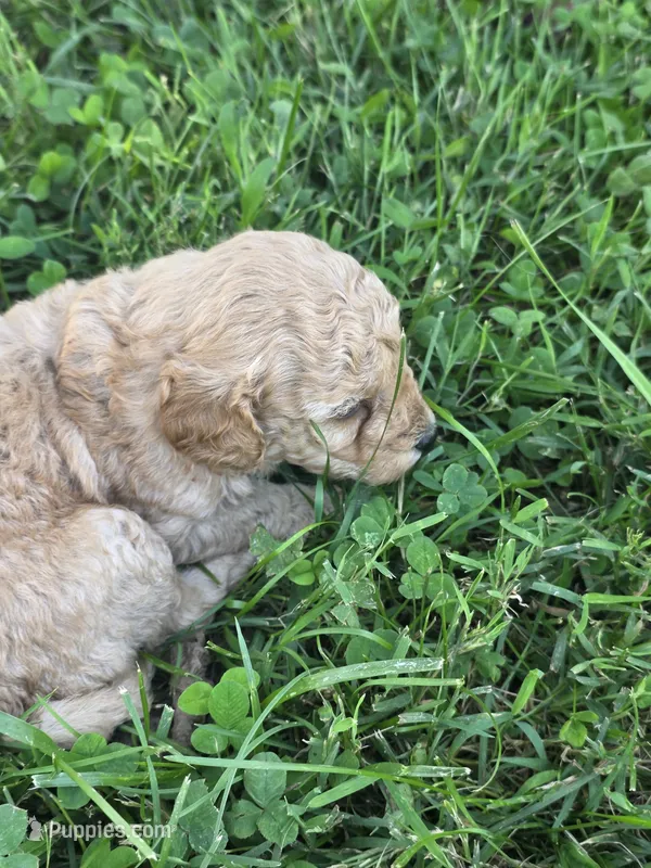 Teddy – Cavapoo puppy for sale in Cynthiana, KY