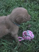 Heidi, a female Goldendoodle for sale in Cynthiana, KY – 3 of 5