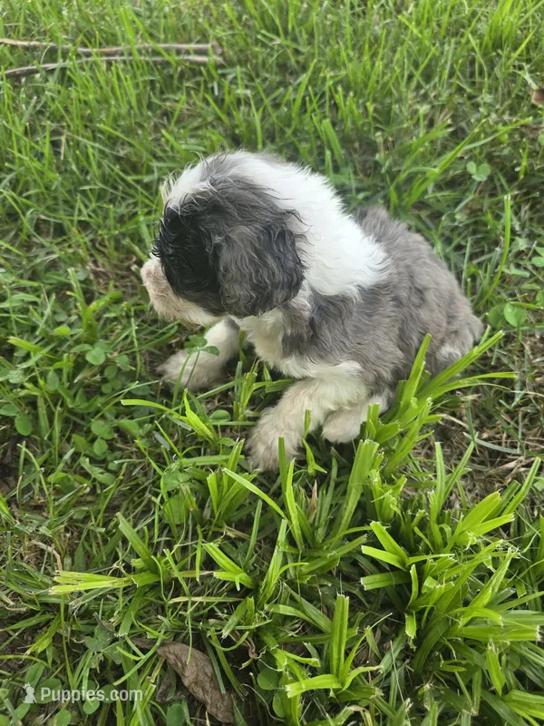 Jake – Aussiedoodle puppy for sale in Cynthiana, KY