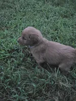 Princess, a female Goldendoodle for sale in Cynthiana, KY – 4 of 4