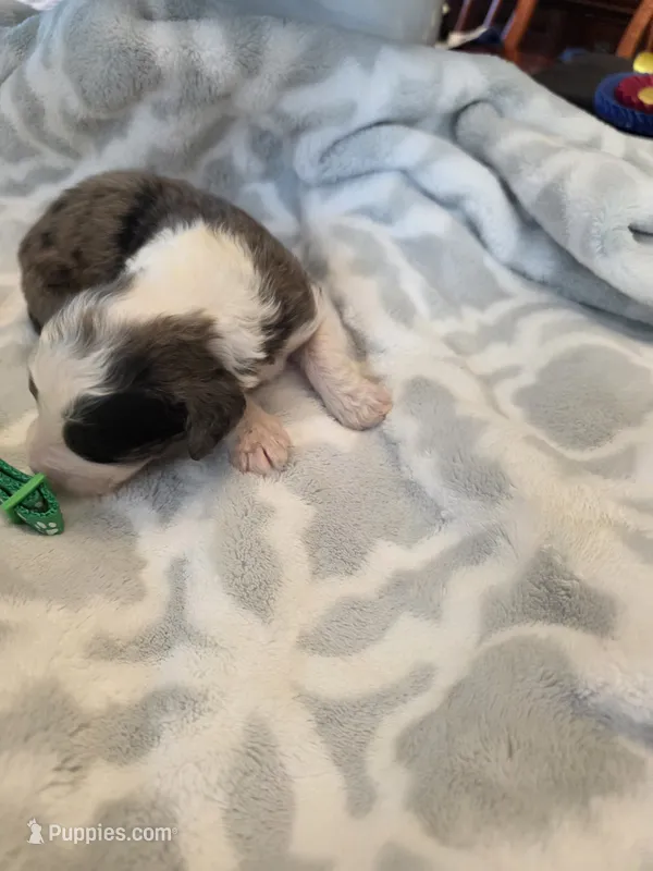 Jake – Aussiedoodle puppy for sale in Cynthiana, KY