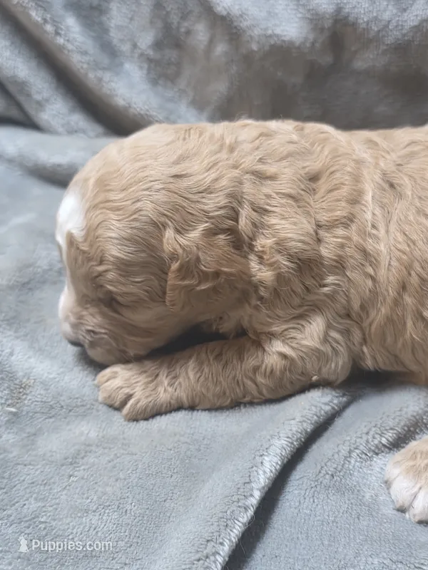 Copper – Cavapoo puppy for sale in Cynthiana, KY