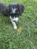 Sam, a male Aussiedoodle for sale in Cynthiana, KY – 3 of 3