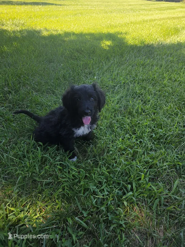 Bear, a male Aussiedoodle for sale in Cynthiana, KY – 1 of 4