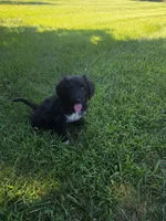 Bear, a male Aussiedoodle for sale in Cynthiana, KY – 1 of 4