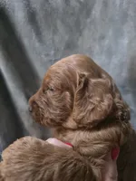 Tucker, a male Goldendoodle for sale in Cynthiana, KY – 4 of 4