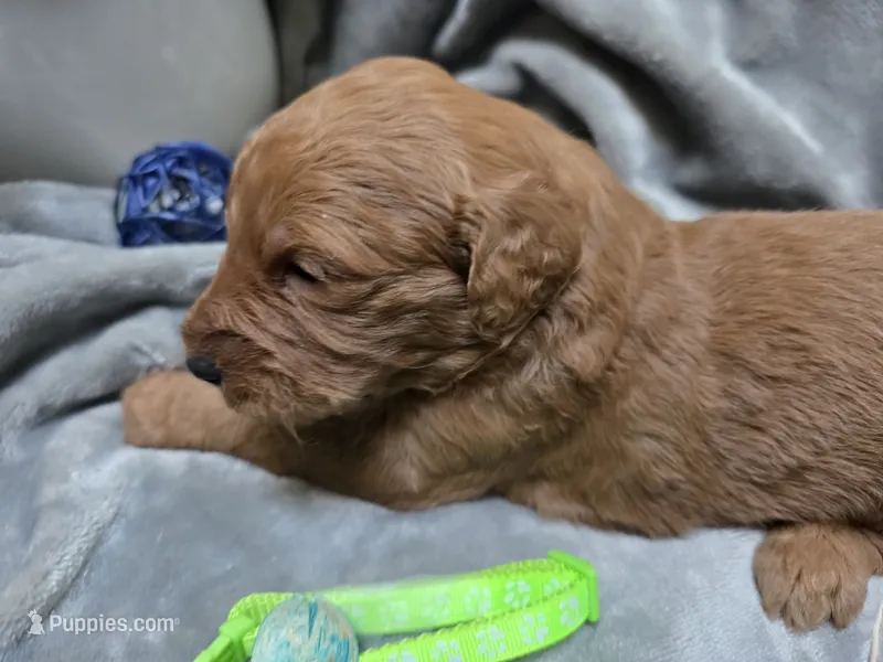 Jake – Goldendoodle puppy for sale in Cynthiana, KY