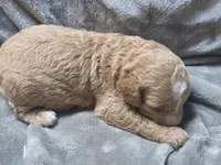 Copper, a male Cavapoo for sale in Cynthiana, KY – 4 of 5