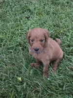 Molly, a female Goldendoodle for sale in Cynthiana, KY – 4 of 7