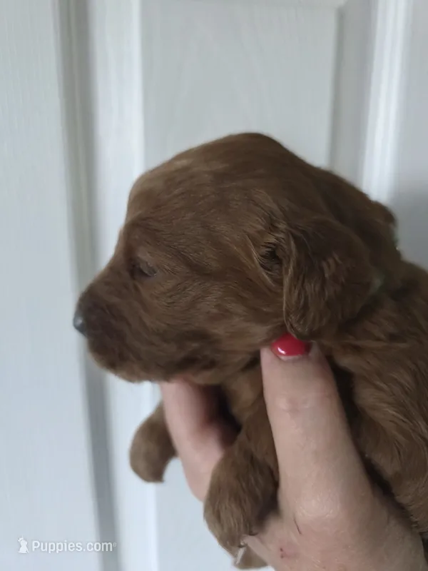 Millie – Goldendoodle puppy for sale in Cynthiana, KY
