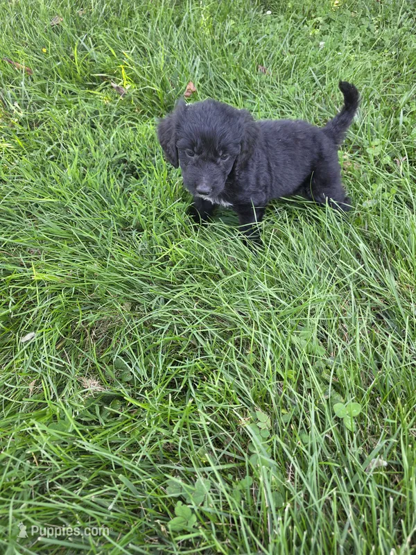 Maggie – Aussiedoodle puppy for sale in Cynthiana, KY