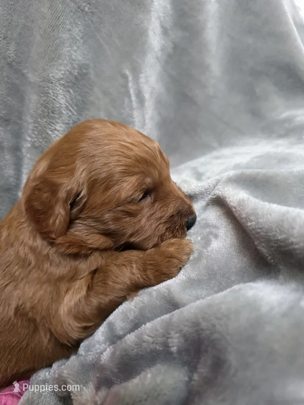 Max – Goldendoodle puppy for sale in Cynthiana, KY