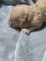 Teddy, a male Cavapoo for sale in Cynthiana, KY – 4 of 5